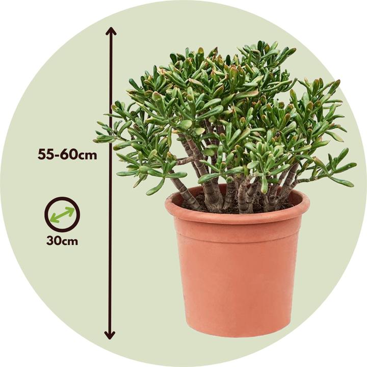 Produktbild Plant in a Box Crassula ovata Hobbit - Jadepflanze (55 cm)