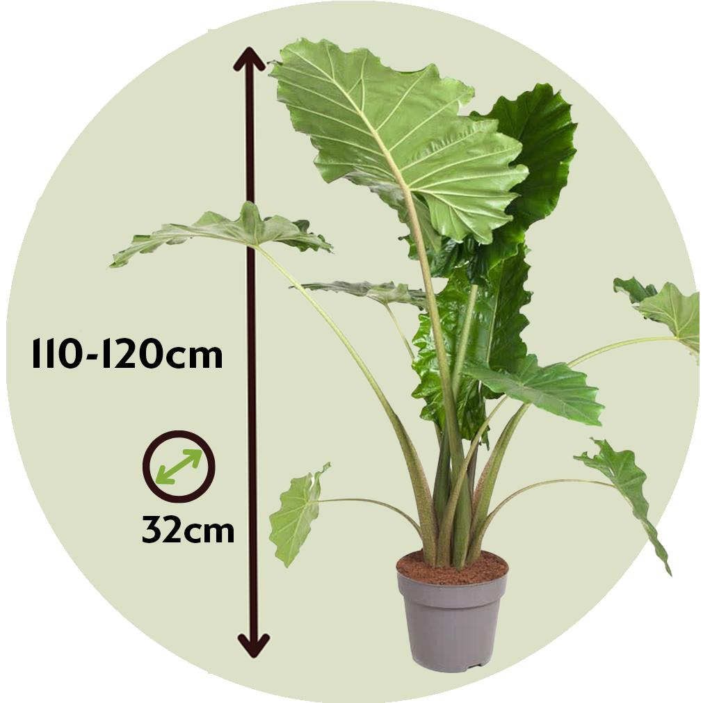 Thumbnail - Plant in a Box, Pflanzen, Alocasia 'Portodora' - Alokasie (120 cm)