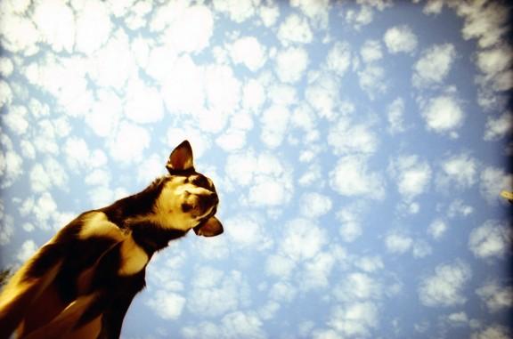 Produktbild Lomography LC-Wide