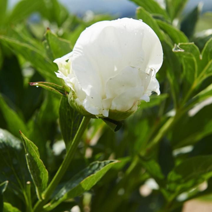 Image du produit Shu Uemura yūbi blonde Anti-brillance Baume pourpre (200 ml)