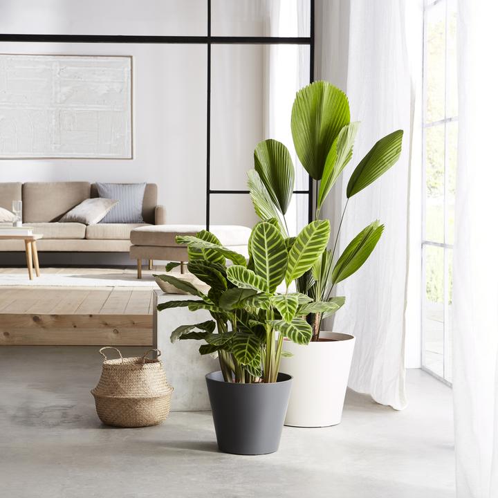 Produktbild Scheurich Purista (37 x 32.30 cm)