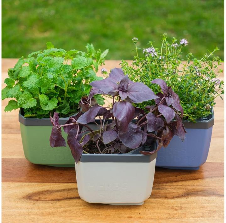 Actual product image Gusta Garden Herbs Buddy