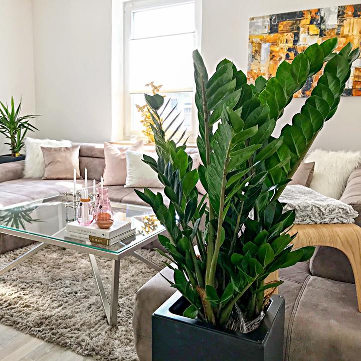 Image du produit Flowerbox Plume porte-bonheur - Zamioculcas zamiifolia (90 cm)