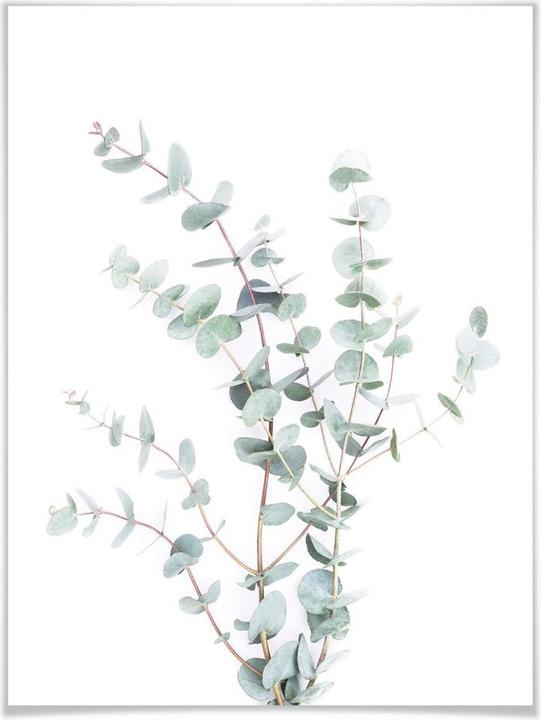Produktbild Trenddeko Eukalyptuszweig (80 x 100 cm)