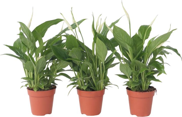 Actual product image Plant in a Box Spathiphyllum 'Torelli' - Set of 3 Peace Lily (30 cm)