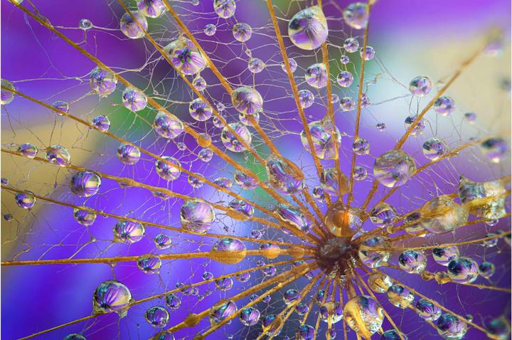 Actual product image Venus Optic Fixed focal length Laowa 58mm f/2.8X Ultra Macro APO - E-mount (Sony E, full size)