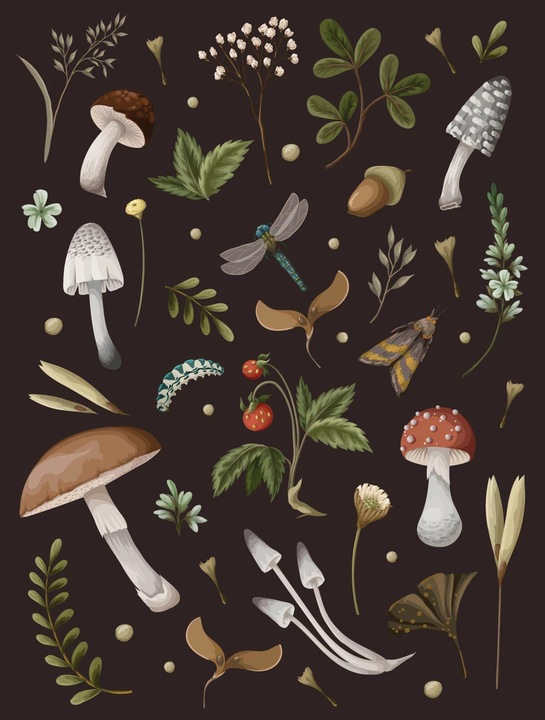 Produktbild Mushroom Lined Journal (Englisch, 2023)