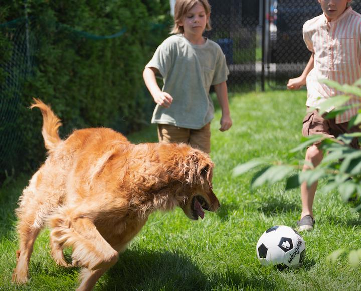 Produktbild LitterLocker PetGenie (Hund)