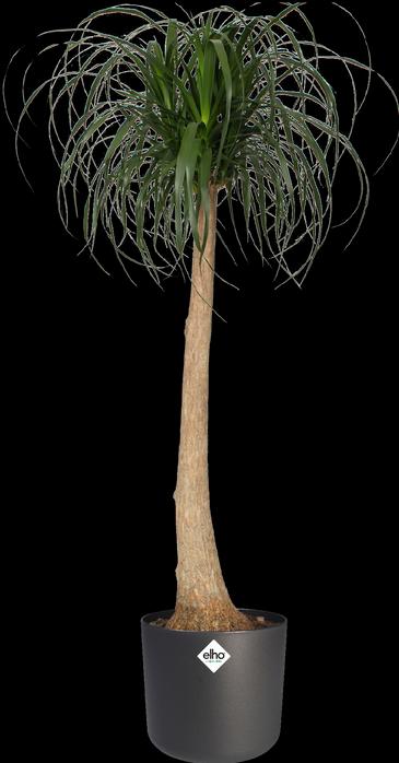 Produktbild Elho b.for soft (16 cm)