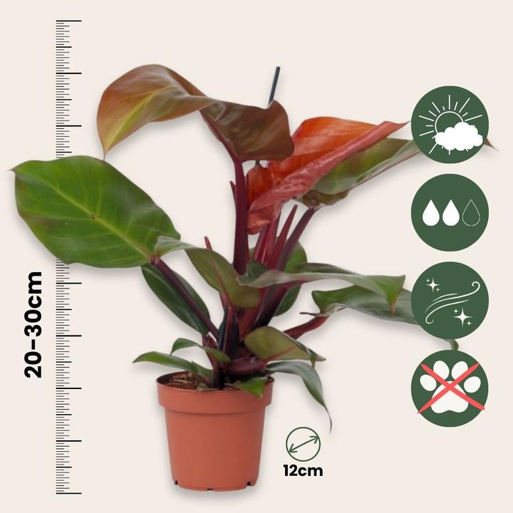 Actual product image Plant in a Box Philodendron Sun Light - Set of 2 Tree Lover (20 cm)