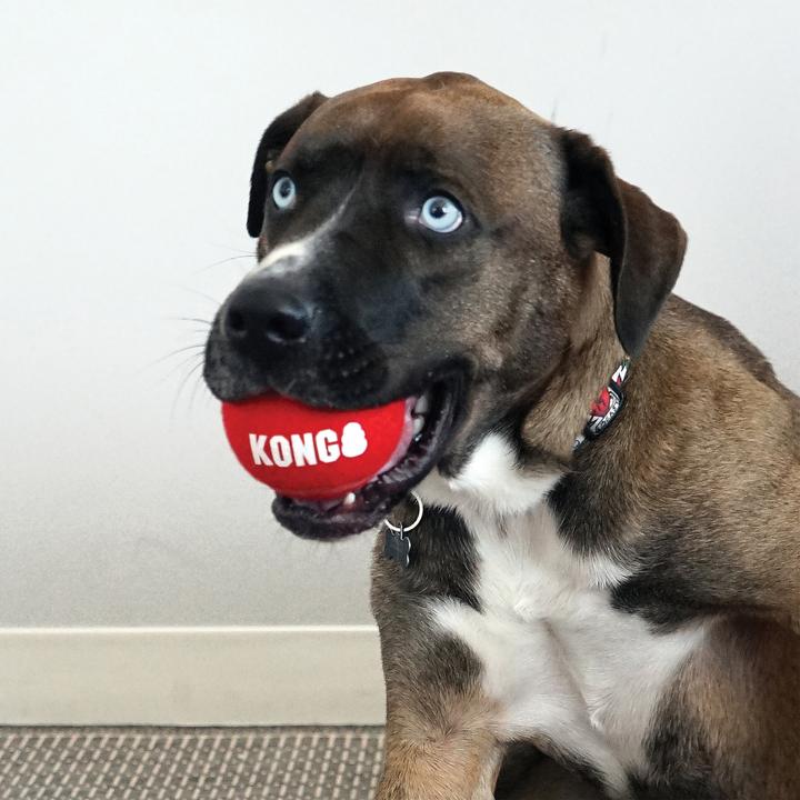 Image du produit KONG Signature Sport Balls (Jouet à balle chien)