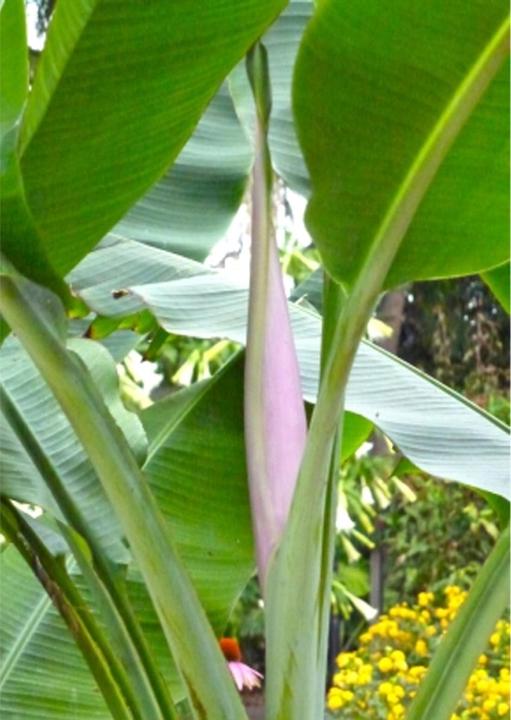 Produktbild Tropica Kenia Banane (Früchtesamen)