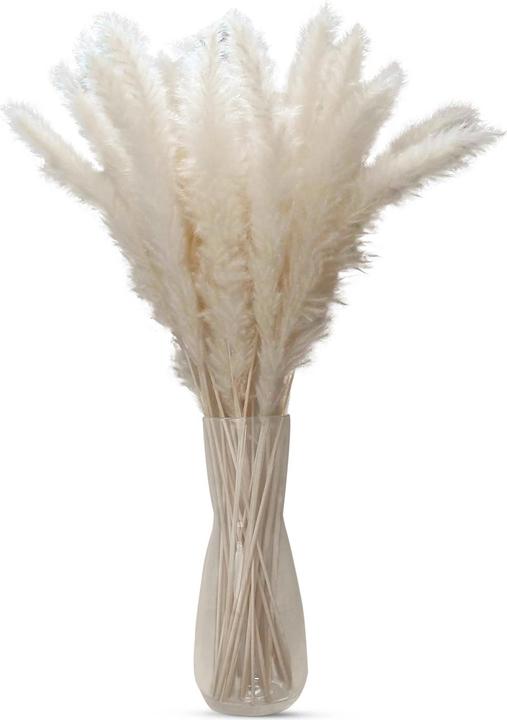 Intirilife Pampas grass 30 pieces (5 cm)