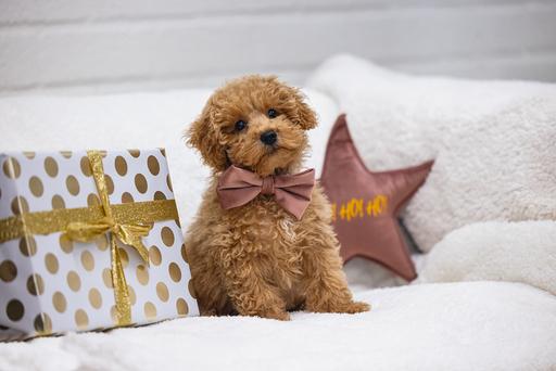 Produktbild Designed by Lotte Fliege Zaza (Hundemantel)
