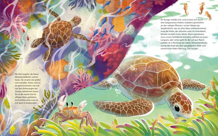 Produktbild Die kleine Schildkröte - Zu Hause im Meer (Deutsch, Christine Faust, Kristina Scharmacher-Schreiber, 2025)