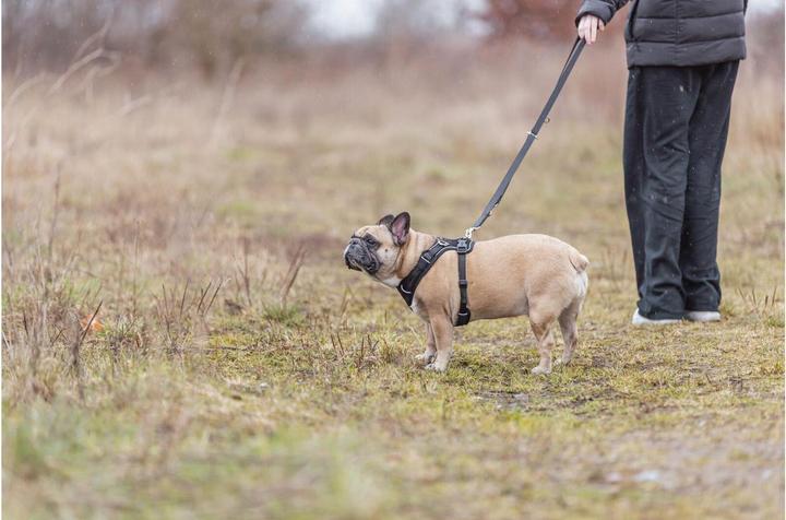 Image du produit Trixie Premium FlexMesh harness, wide fit,XS–S:40–57cm/15mm,black (S, XS, Chien, Général, Promenade)