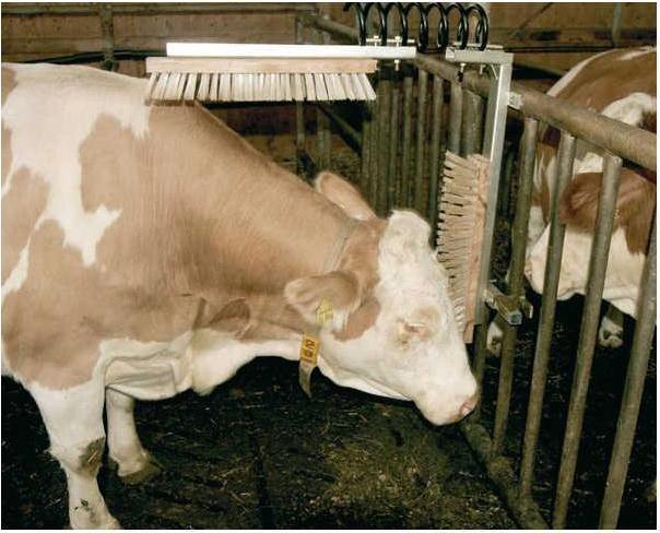 Productafbeelding Kerbl Veeborstel