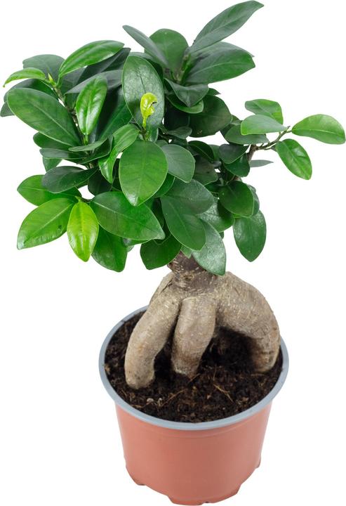 Immagine prodotto Flowerbox Bonsai - Ficus Ginseng (25 cm)