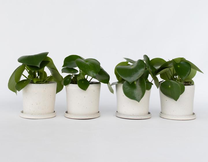 Actual product image Plant in a Box Peperomia Polybotrya - Set of 4 Large-Leaved Ornamental Peppers (20 cm)