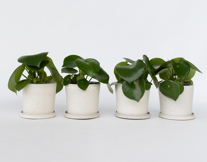 Produktbild Plant in a Box Peperomia Polybotrya - 4er Set Grossblättrige Zierpfeffer (20 cm)