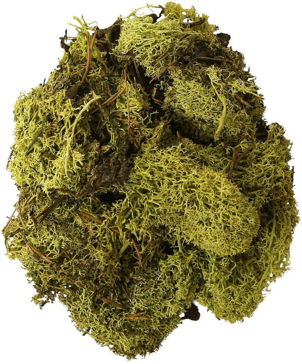 Actual product image I Am Creative Finland moss