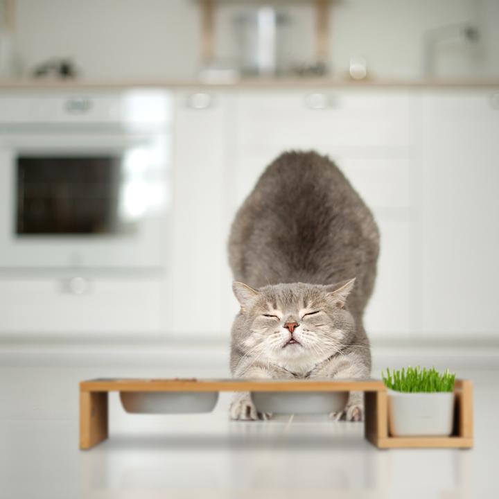 Productafbeelding Relaxdays Kattenvoerstation (0.40 l)