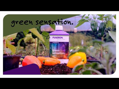 Produktbild Plagron Green Sensation (0.32 kg, 0.25 l)