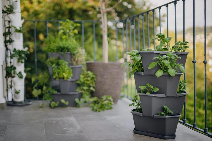 Actual product image Gusta Garden Paul Potato (38.80 cm)