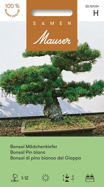 Image du produit Samen Mauser Bonsai Mädchenkiefer (Graines de fleurs)
