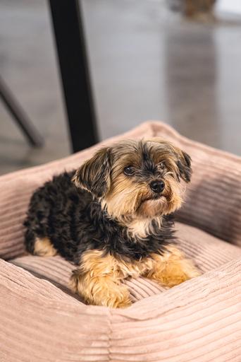 Immagine prodotto Designed by Lotte A coste (Cane)