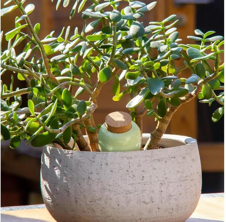 Image du produit Pepin Olla Selbstbewässerungssystem (Cône d'argile)