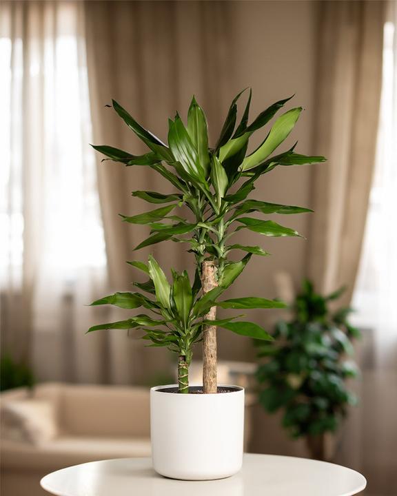 Image du produit feey Grosser Drachenbaum (80 cm, Fraîchement rempotés)