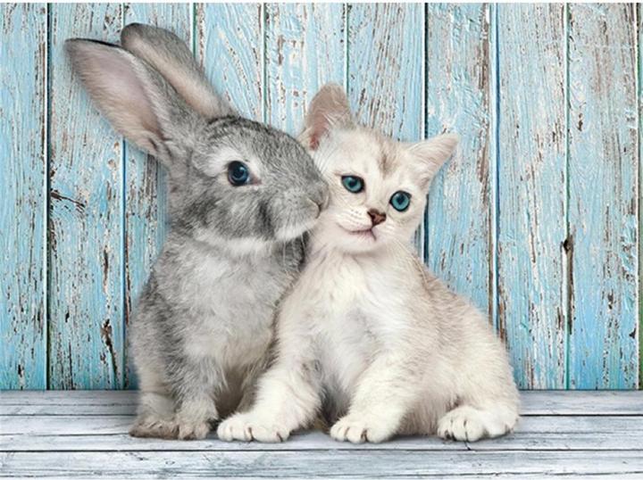 Actual product image Clementoni cat and rabbit (500 pieces)