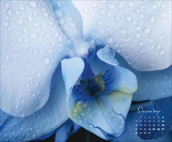 Produktbild FloralArt2026 (Querformat)