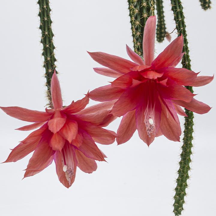 Produktbild Kakteen Gautschi Aporophyllum malisonii