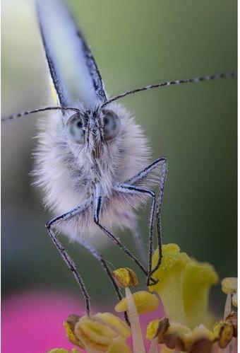 Image du produit Venus Optic Focale fixe 100 mm F2.8 2x Ultra Macro APO (Canon EF, Plein format)