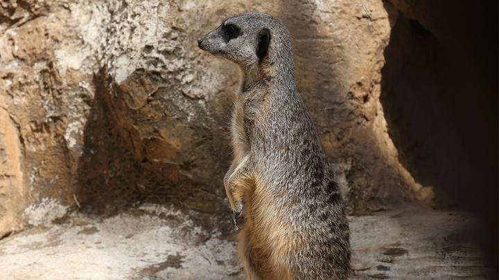 Produktbild Canon RF 600mm f/11 IS STM (Canon RF, Vollformat)