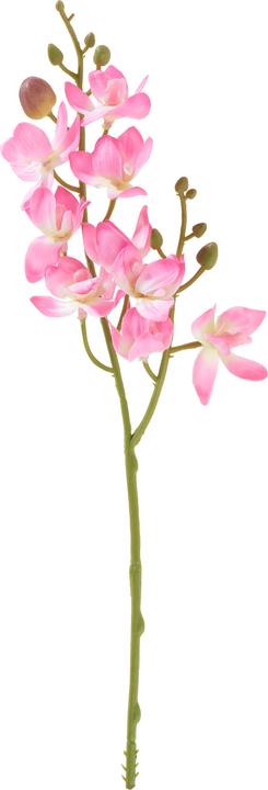 Produktbild DPI Mini Orchidee Phalaenopsis (20 cm)