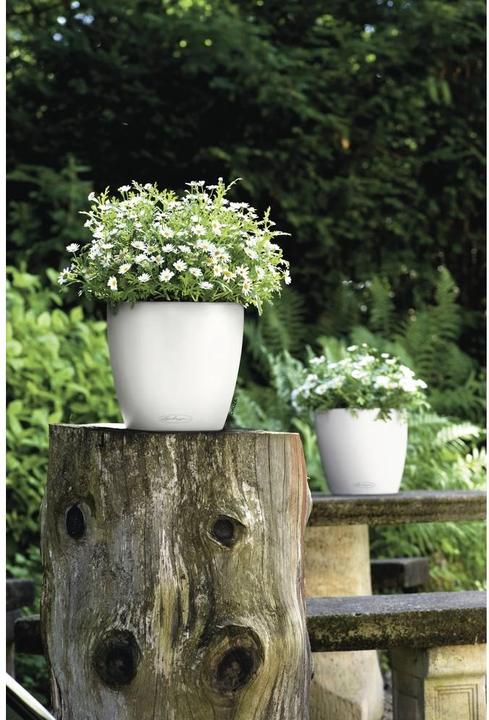 Immagine prodotto Lechuza Classico Color (27.50 cm)