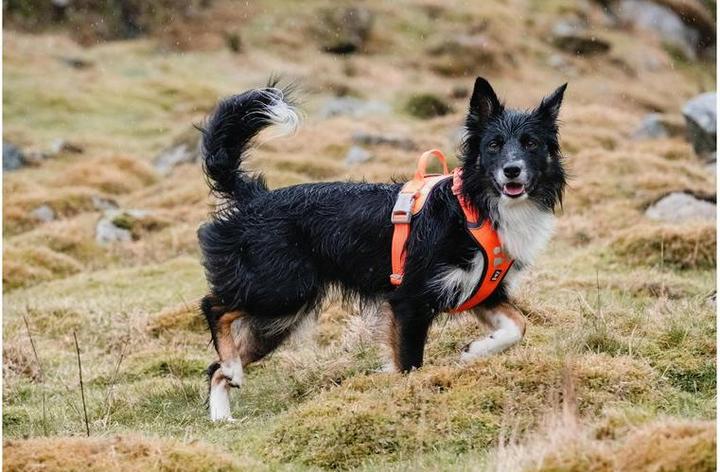 Produktbild Hurtta Geschirr Weekend Warrior (XXL, Hund, Hundesport)