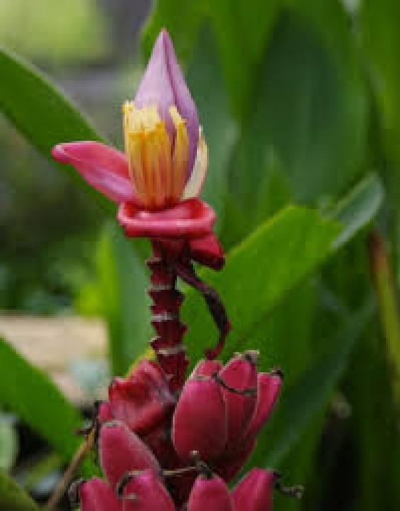Produktbild Tropica Kenia Banane (Früchtesamen)