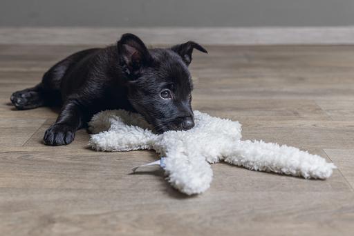 Immagine prodotto Beeztees Nijno (Giochi per cuccioli)