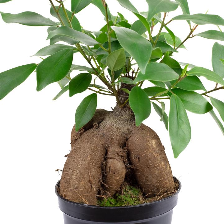 Immagine prodotto Flowerbox Bonsai - Ficus Ginseng (25 cm)