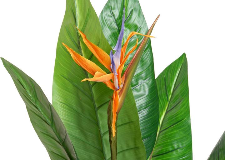 Immagine prodotto DKD Home Decor Decorative Plant PVC Plastic 100 x 100 x 145 cm (145 cm)