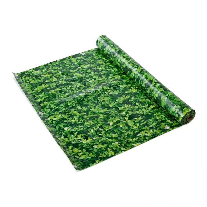 Boxwood