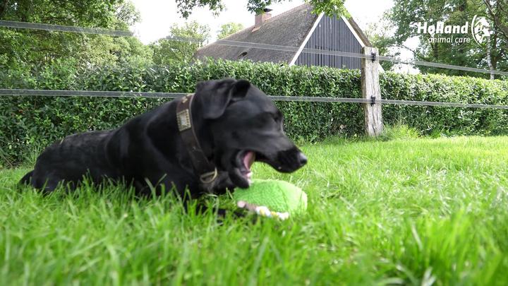 Produktbild Fuzzle Hedgie Pull Me Grün (Plüschspielzeug Hund)
