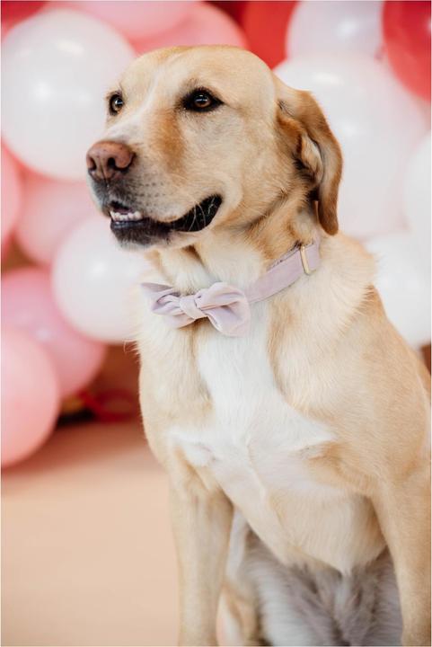 Produktbild Kentucky Dogwear Fliege velvet (S, Hundemantel)