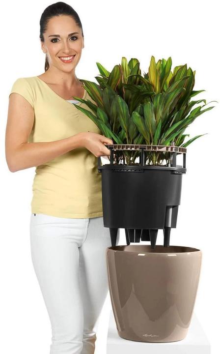 Immagine prodotto Lechuza Classico (28.50 cm)