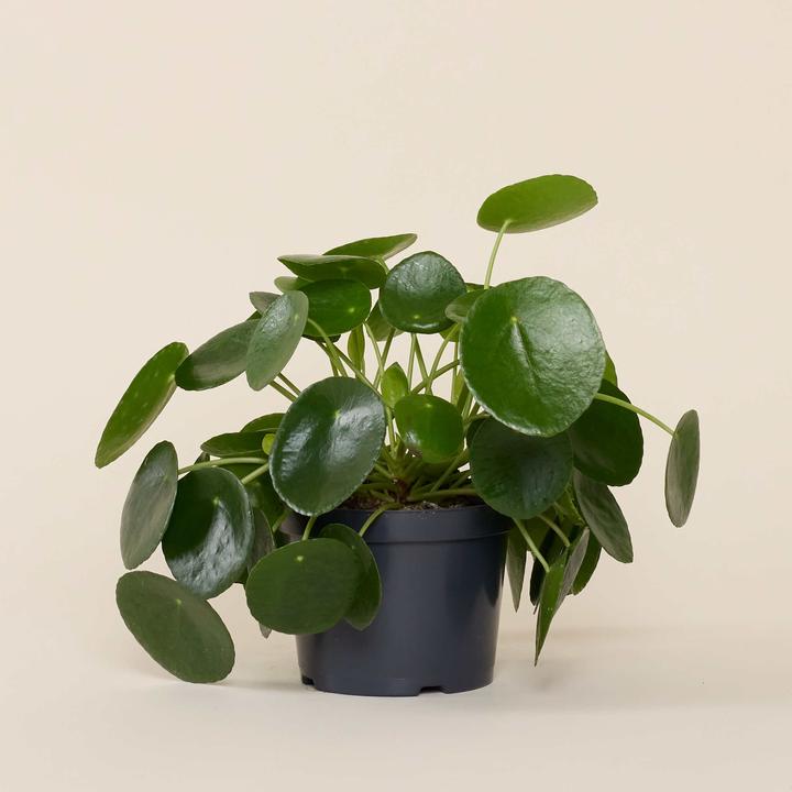 Image du produit Mary and Plants Ufo Plant (30 cm)