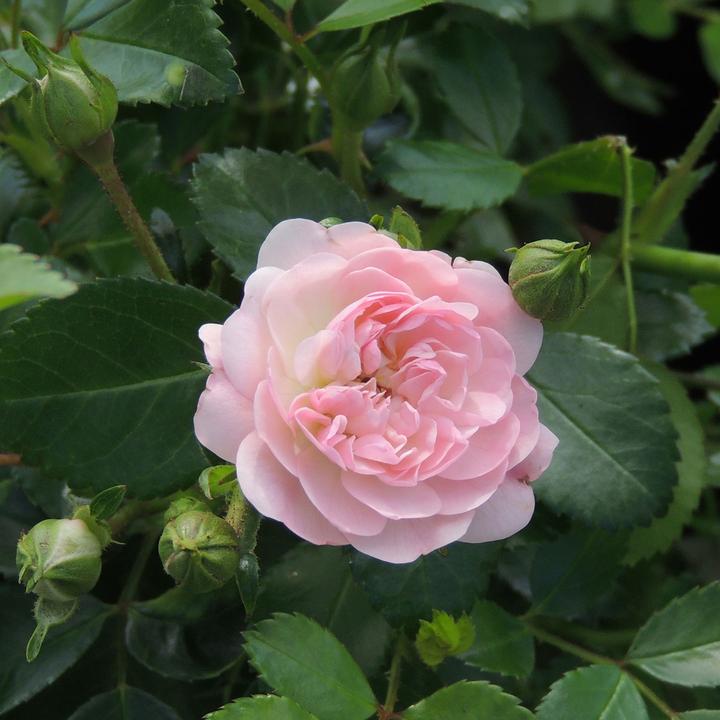Produktbild Zulauf Bodendeckerrose / Rosa (BD) 'The Fairy' (30 cm)